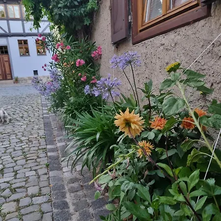 Goldstr.7 *