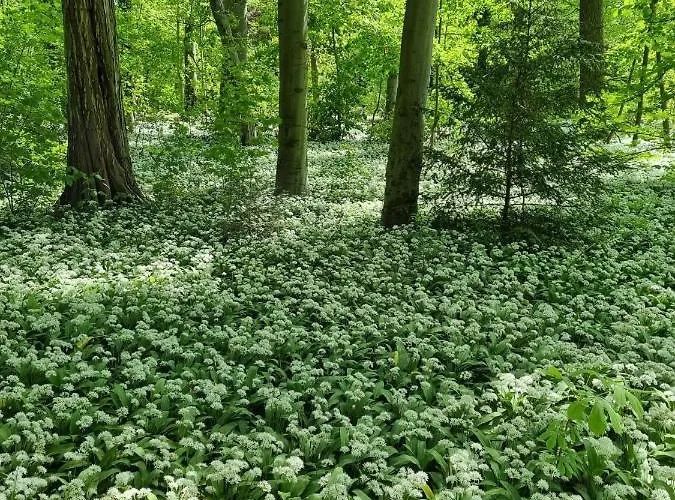 Goldstr.7 Appartement Quedlinburg
